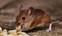 24 Hour & Emergency Exterminators in Byron Hills, IL